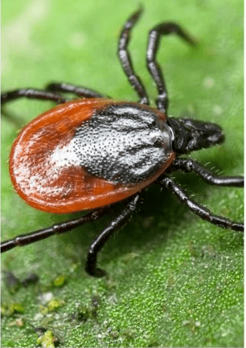 ectoparasieten
