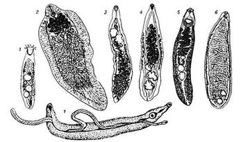 Trematoden (platte wormen)